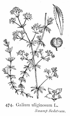 Fen bedstraw Fen bedstraw