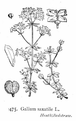 Heath bedstraw Heath bedstraw