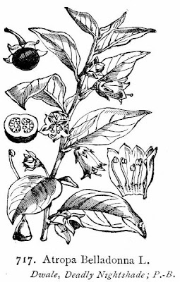 Belladonna Belladonna