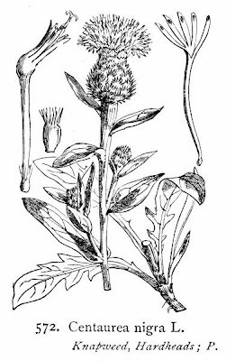 Lesser knapweed Lesser knapweed