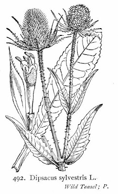 Fuller's teasel
