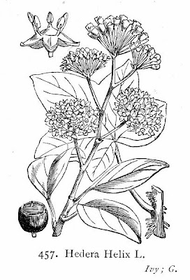 Hedera helix L.