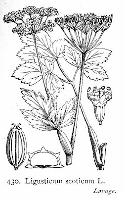 Beach lovage Beach lovage