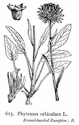 Phyteuma orbiculare L.