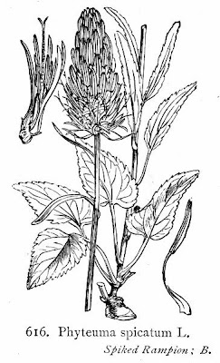 Phyteuma spicatum L.
