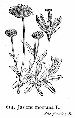Jasione montana L.