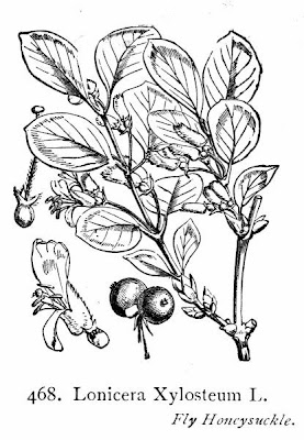 Lonicera xylosteum L.