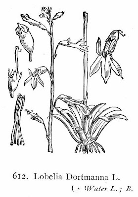 Dortmann's cardinalflower Dortmann's cardinalflower