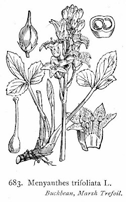 Bog-bean Bog-bean