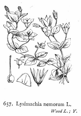Yellow pimpernel