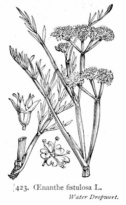Water Lovage Water Lovage