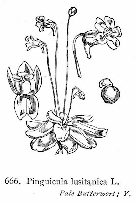 Pale Butterwort Pale Butterwort