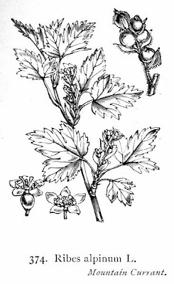 Mountain currant Mountain currant