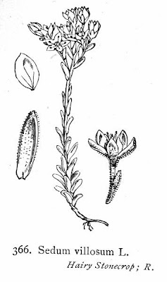 Borracina villosa
