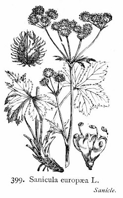 European sanicle