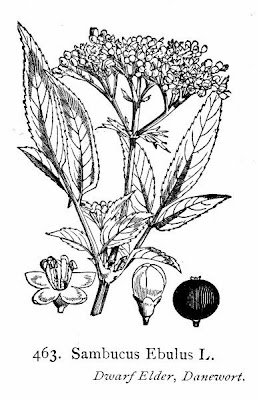 Danewort