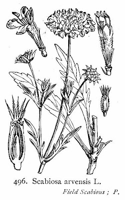 Field-scabious