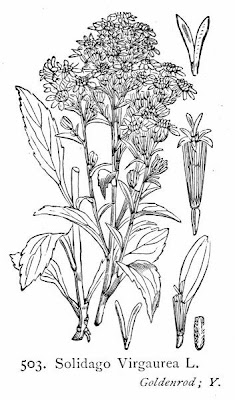 Woundwort