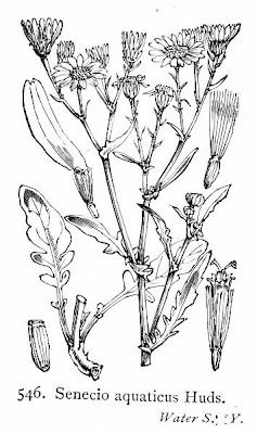 Jacobaea aquatica,
Senecione dei rivi