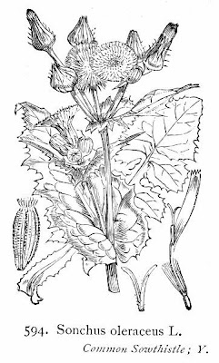 Common sow-thistle Common sow-thistle