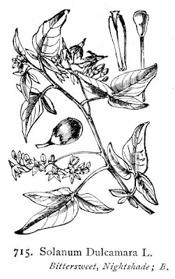 Climbing nightshade Climbing nightshade