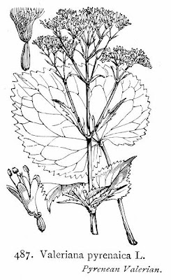 Valeriana pyrenaica,
Pyrenean Valerian