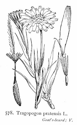 Goat's-beard