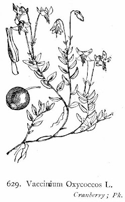 Vaccinium oxycoccos,
cranberry,
European cranberry,
Mirtillo palustre,
Moosbeere,
mossberry,
small cranberry,
tsuru-kokemomo,
Wild Cranberry