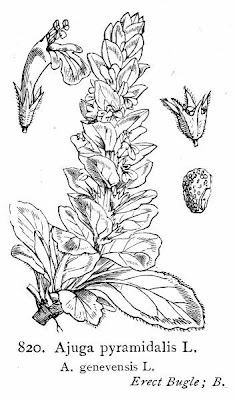 Ajuga genevensis L.