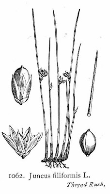 Giunco filiforme