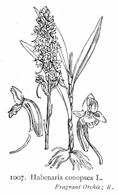 Habenaria conopsea