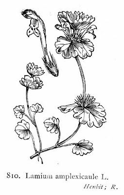 Lamium amplexicaule L.