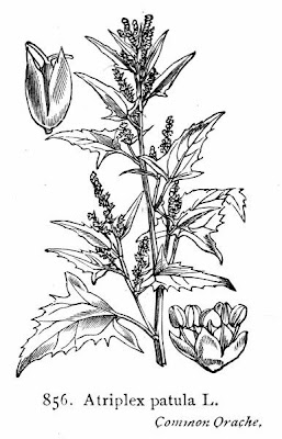 Halberd-leaf orache