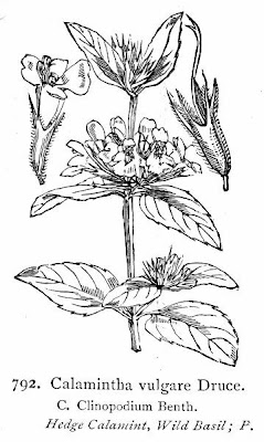 Cushion-calamint Cushion-calamint