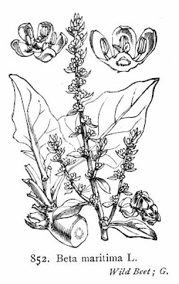 Beta maritima