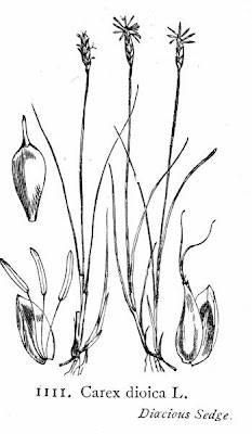 Dioecious Sedge Dioecious Sedge
