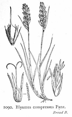 Blysmus compressus (L.) Panzer