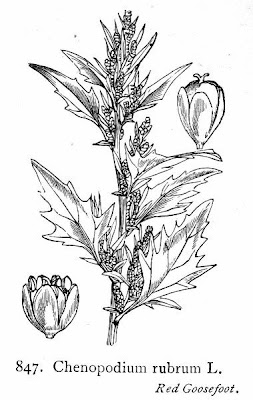 Saltmarsh Goosefoot