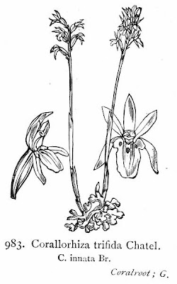 Coralloriza Coralloriza