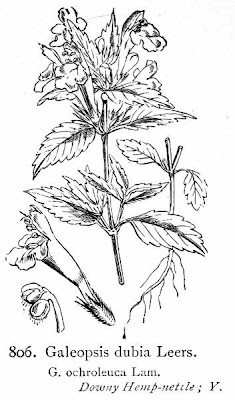 Galeopsis ochroleuca,
hemp-nettle