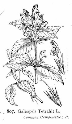 Galeopsis tetrahit,
bristlestem hempnettle,
brittle-stem hemp-nettle,
brittlestem hempnettle,
Canapa selvatica,
Canapetta comune,
common hemp-nettle,
galeopse,
gale&oacute;pse-comum,
Gemeiner Hohlzahn,
Hemp Nettle,
hemp-nettle