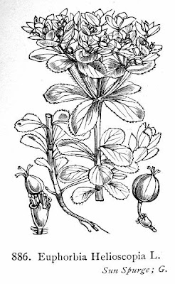 Euphorbia helioscopia L.