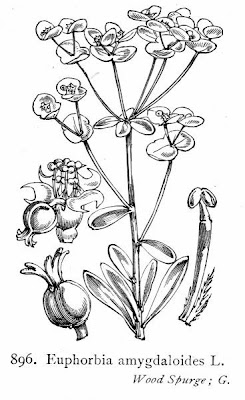 Euphorbia amygdaloides L.