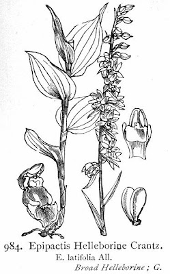 Helleborine Helleborine