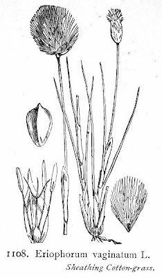 Eriophorum vaginatum L.