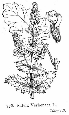 Vervain sage