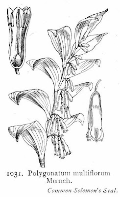 Eurasian Solomon's seal