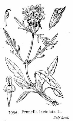 Prunella laciniata (L.) L.