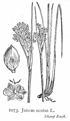 Juncus acutus,
Giunco bratteato,
Giunco pungente,
Leopold's rush,
Sharp Rush,
spiny rush,
spiny-rush