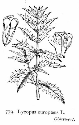Gipsywort